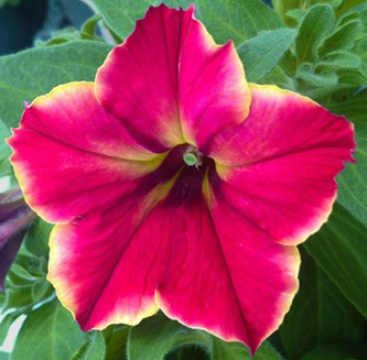 петуния ампельная гибридная            Petunia х hibrida
